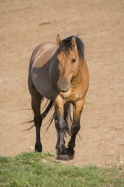 wild horse - dun stallion, Pryor Mountains, MT