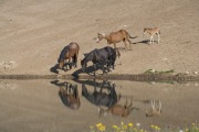 wild horses - two mares, black and sorrel, two foals, bay and dun, and bay stallion at water, Pryor Mountains, MT