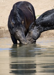 wild horses - two black bachelor stallions drink together, Pryor Mountains, MT