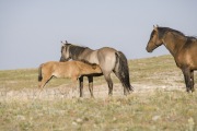 wild horses - grulla mare, dun foal nursing, bay stallion, Pryor Mountains, MT