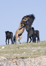 wild horses - black bachelor stallion and dun bachelor stallion playing, two black bachelor stallions alongside, Pryor Mountains, MT