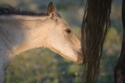 Buckskin colt chews on black mare's tail in Pryor Mountains, Montana