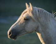Palomino stallion, wild horse, in Pryor Mountains, Montana