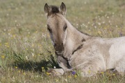 Grulla colt laying down in flowers, Pryor Mountains, Montana