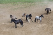 Grulla stallion drives away blue roan mare, two black mares, red roan filly, grulla mare and buckskin colt headed for waterhole in Pryor Mountains, Montana