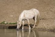 Palomino stallion drinking in Pryor Mountains, Montana