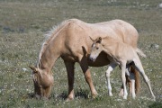 wild horses - palomino mare and filly, Pryor Mountains, MT