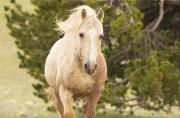 Pryor Mountains, Montana, wild horses, palomino stallion head on