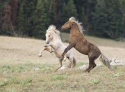 Wild horses, mustangs, in Pryor Mountains, MT - palomino and red palomino stallions posture (Cloud and Bolder)