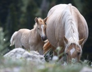 wild horses - palomino mare and foal, Pryor Mountains, MT