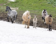 Wild horses, mustangs, in Pryor Mountains, MT - blue roan stallion's band going up snowbank