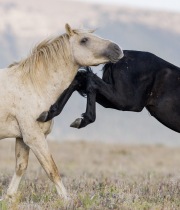 Wild horses, mustangs, in Pryor Mountains, MT - black mare kicks red palomino stallion (Cloud)