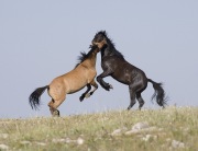 wild horses - dun bachelor stallion and black bachelor stallion playing, Pryor Mountains, MT