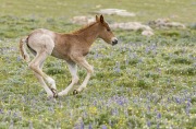 Wild horses, mustangs, in Pryor Mountains, MT - red roan filly runs