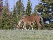 Wild horses, mustangs, in Pryor Mountains, MT - Mare and foal