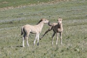 Wild horses, mustangs, in Pryor Mountains, MT - dun filly and colt play