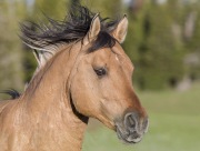 Wild horses, mustangs, in Pryor Mountains, MT - Dun stallion runs