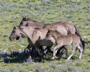 Wild horses, mustangs, in Pryor Mountains, MT -  Grulla band runs together