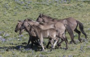 Wild horses, mustangs, in Pryor Mountains, MT - Grulla band runs together