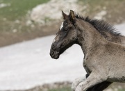 Wild horses, mustangs, in Pryor Mountains, MT - two grulla foals run in step