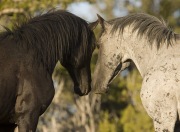 Pryor Mountains, Montana, wild horses, two stallions nose to nose