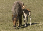 Pryor Mountains, Montana, wild horses, filly rubs against red roan mare