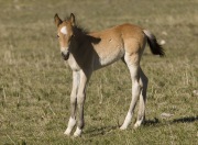 Pryor Mountains, Montana, wild horses, filly stands and looks