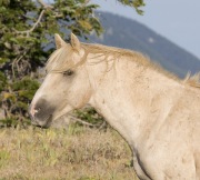 Wild horses, mustangs, in Pryor Mountains, MT - red palomino stallion (Cloud)