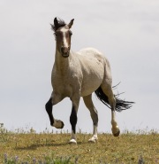 Pryor Mountains, Montana, wild horses, yearling colt trotting