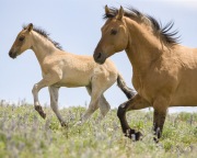 Pryor Mountains, Montana, wild horses, red dun stallion and dun filly running