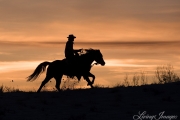 Flitner Ranch, Shell, WY, horses in winter, cowboy running his horse at sunset