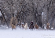 Horses run at Flitner Ranch in snow with cowboy on horseback, Shell, WY