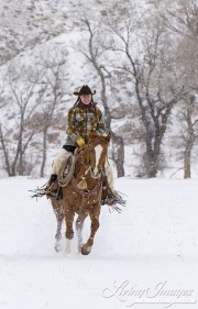 cowgirl on sorrel Quarter horse running in the snow at Flitner Ranch, Shell, WY