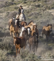 Sombrero Ranch, Craig, CO, cowgirl on purebred quarter horse driving horses