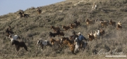 Sombrero Ranch, Craig, CO, cowboys driving horses