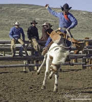 Cowboys 2012 Calendar