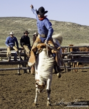 Cowboys 2012 Calendar