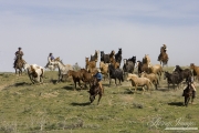 Cowboys Driving horses at Sombrero Ranch, Craig, CO