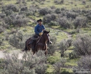 Cowboy riding fast through sagebrush at Sombrero Ranch, Craig, CO
