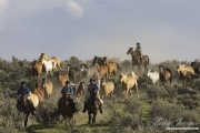 Cowboys driving horses at Sombrero Ranch, Craig, CO