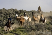 Cowboys herding horses at Sombrero Ranch, Craig, CO