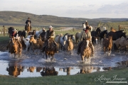 Cowboys driving horses across the water at Sombrero Ranch, Craig, CO