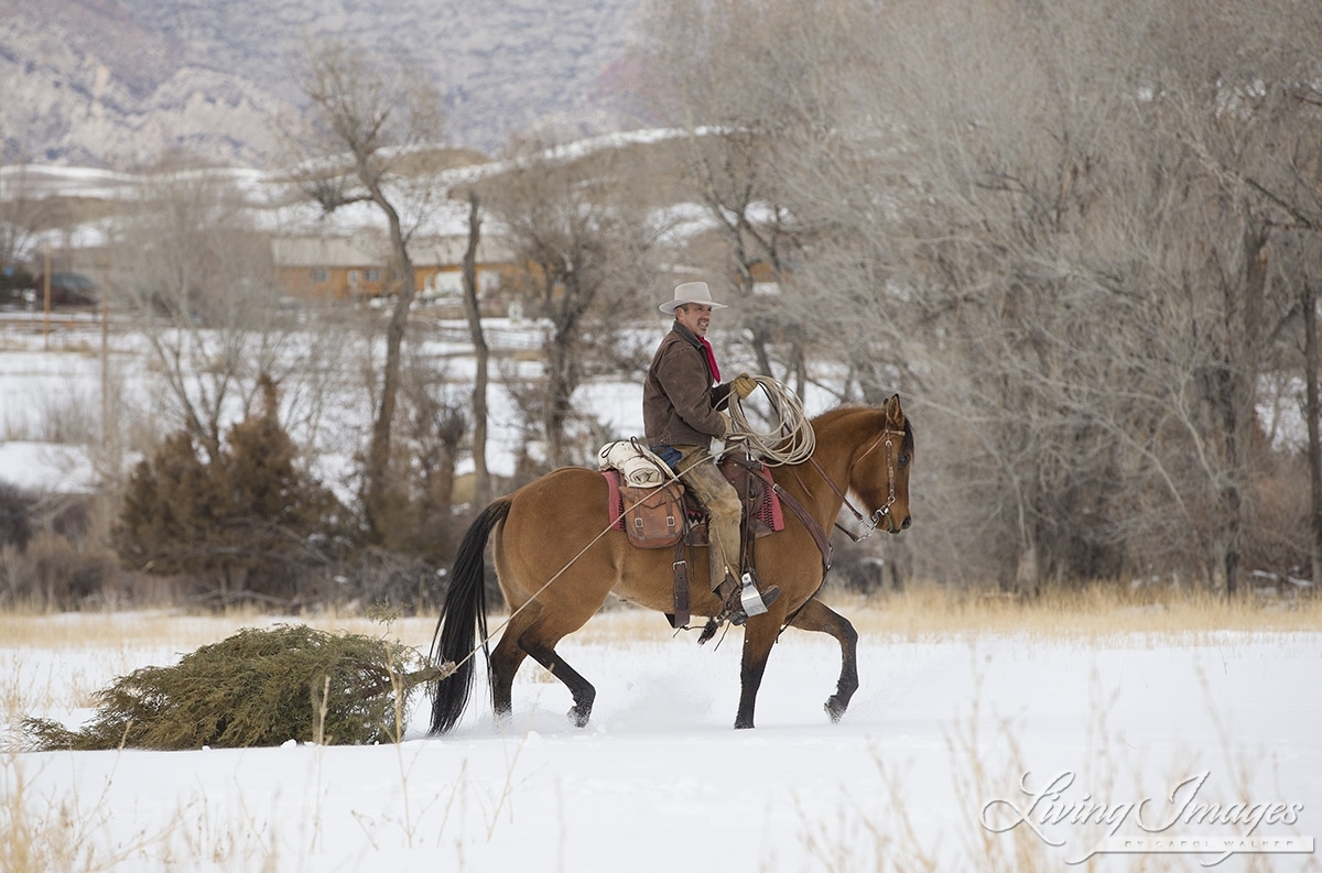 Quarter horses at a ranch in Shell, Wyoming in winter