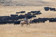 ranch horses on a ranch in Martinsdale, Montana