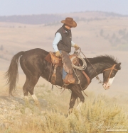 ranch horses on a ranch in Martinsdale, Montana