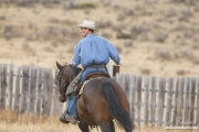 ranch horses on a ranch in Martinsdale, Montana