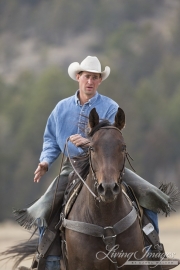 ranch horses on a ranch in Martinsdale, Montana