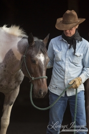 ranch horses on a ranch in Martinsdale, Montana