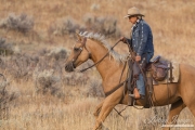 ranch horses on a ranch in Martinsdale, Montana