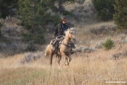 ranch horses on a ranch in Martinsdale, Montana